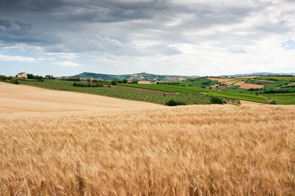 Hilly countryside of le Marche, Italy — Stock Photo, Image