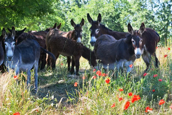 Stádo oslů v Itálii, le marche — Stock fotografie