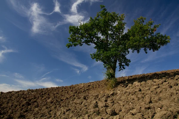 Enda träd stående i ett slätt fält — Stockfoto