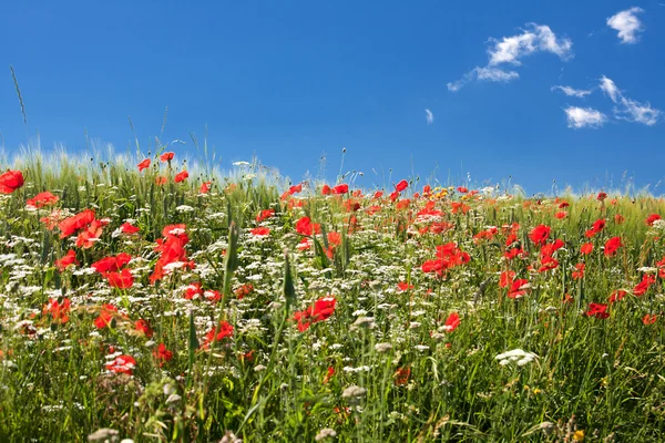 Poppy field in central Italy — Stock Photo, Image