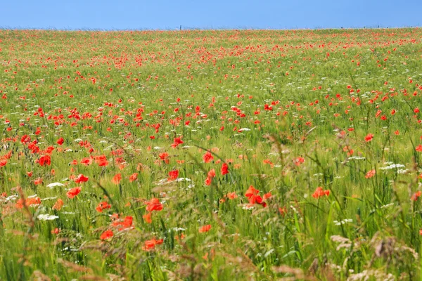 Mohnfeld in Mittelitalien — Stockfoto