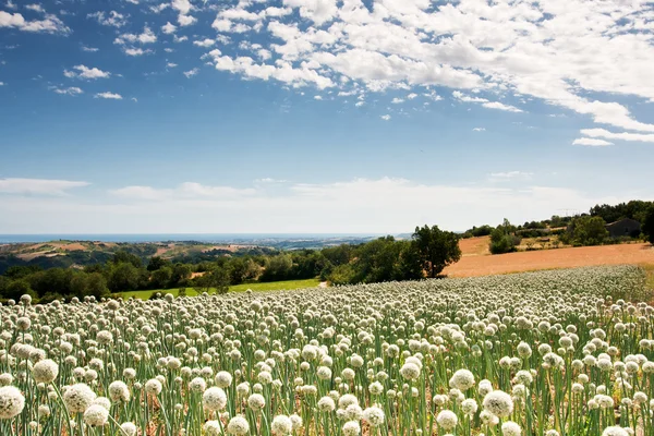 Onionfield em Italia — Fotografia de Stock