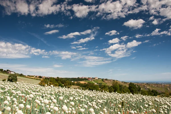 Onionfield i Italien — Stockfoto