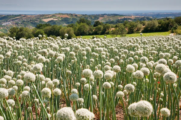 Луковое поле в Италии — стоковое фото