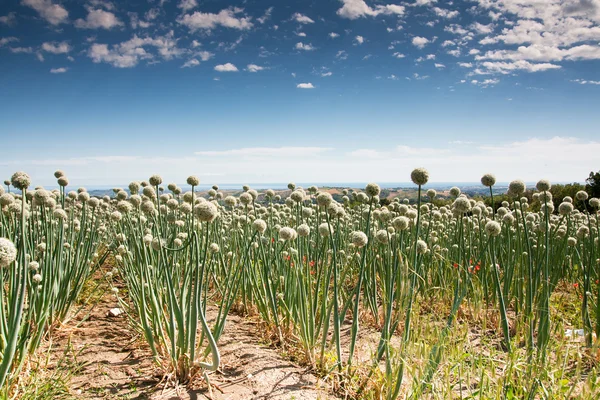 Onionfield in Italië — Stockfoto