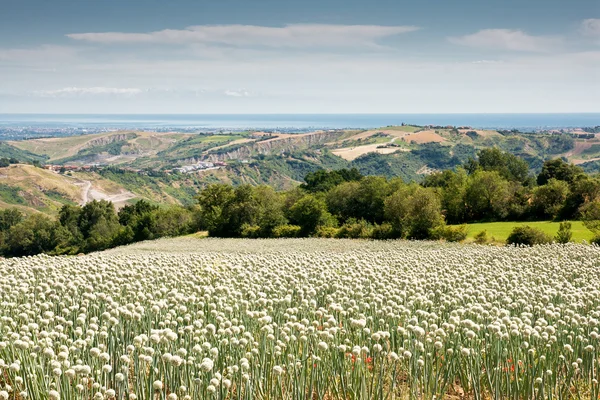 Onionfield em Italia — Fotografia de Stock