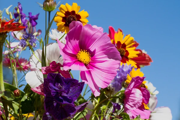 夏の花の束 — ストック写真