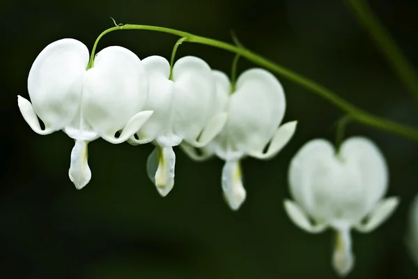White bleeding heart flower — Stock Photo, Image