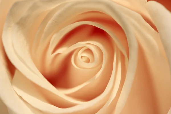 Rose Closeup — Stock Photo, Image