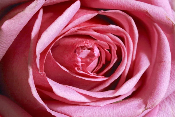 Τριαντάφυλλο - closeup — Φωτογραφία Αρχείου