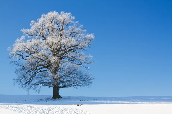 Strom pokrytý chrastítkem — Stock fotografie