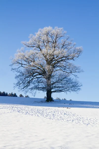 Ağaç kırağı ile kaplanmış — Stok fotoğraf