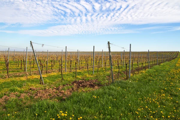 Vineyards in spring Royalty Free Stock Images