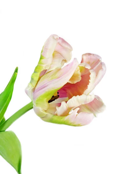 Rosa claro e tulipa verde (tulipa ) — Fotografia de Stock