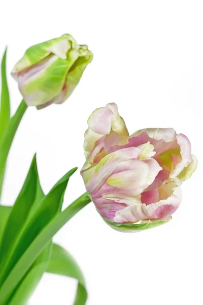 Light pink and green tulip (tulipa) — Stock Photo, Image