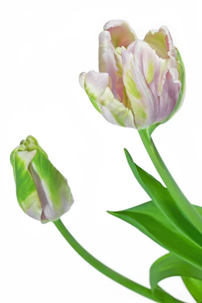 Light pink and green tulip (tulipa) — Stock Photo, Image