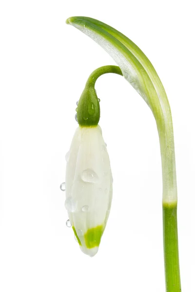 Весна сніжинка (Leucojum vernum) — стокове фото