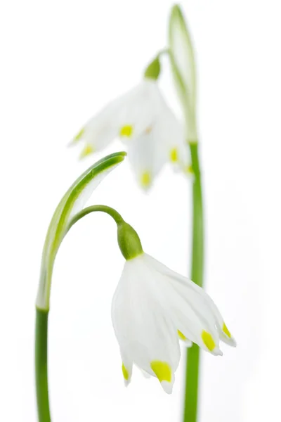 春季雪片（Leucojum vernum）) — 图库照片