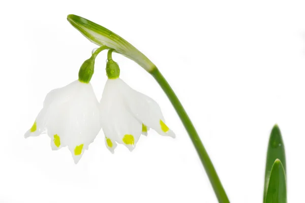 Frühlingsschneeflocke (Leucojum vernum)) — Stockfoto