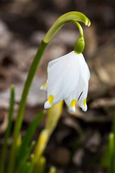 Floco de neve de primavera (Leucojum vernum) — Fotografia de Stock