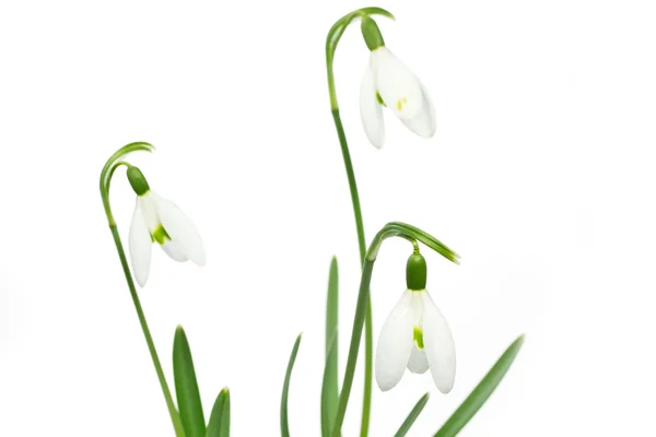 Fiore di bucaneve di primavera su bianco — Foto Stock