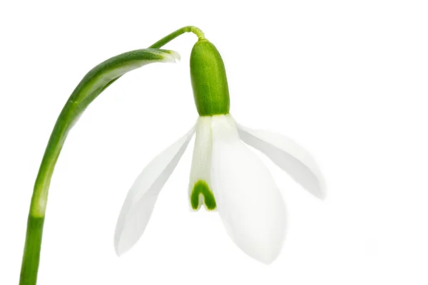 Fleur de chute de neige de printemps sur blanc — Photo