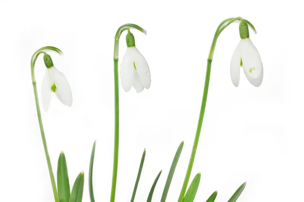 Весняна квітка снігу на білому — стокове фото