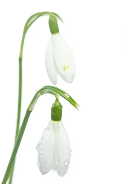 Spring snowdrop bloem op wit — Stockfoto