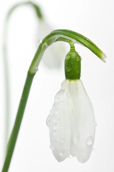 Spring snowdrop flower on white — Stock Photo, Image