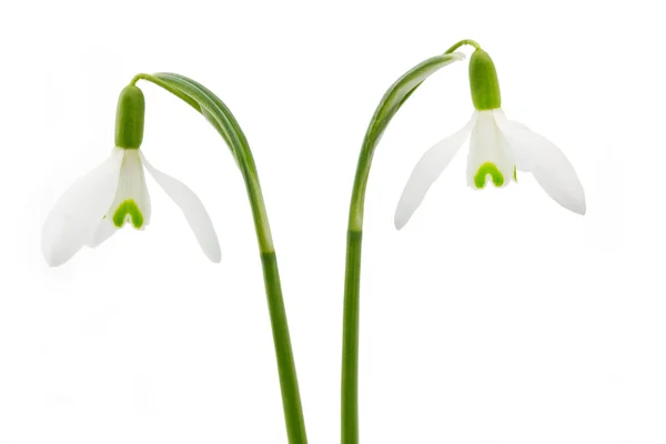 Wiosna snowdrop kwiat na białym tle — Zdjęcie stockowe