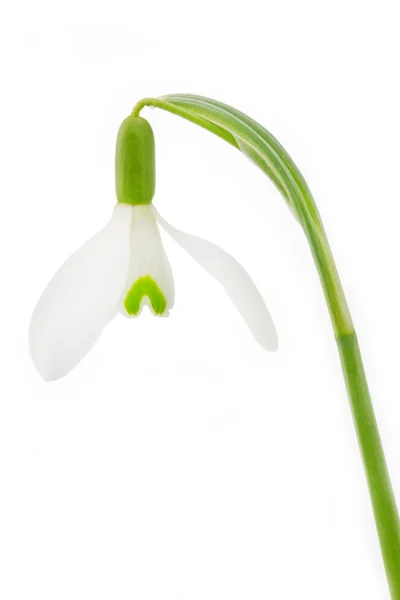 Άνοιξη λουλούδι λευκόιο σε λευκό — Φωτογραφία Αρχείου