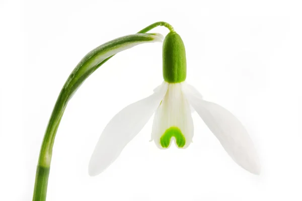 Spring snowdrop flower on white Royalty Free Stock Photos