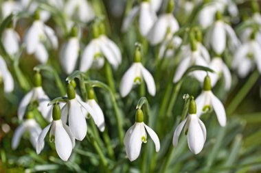 Spring snowdrop flowers clipart