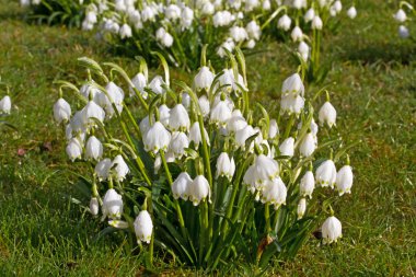 Spring snowflake flowers (Leucojum vernum) clipart