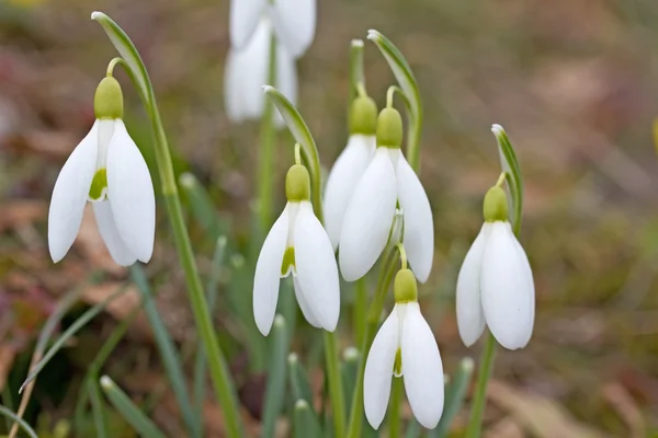 Ανοιξιάτικα λουλούδια λευκόιο — Φωτογραφία Αρχείου