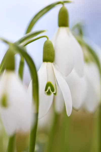 Весняний Пролісок квіти — стокове фото