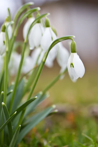 春スノー ドロップの花 — ストック写真