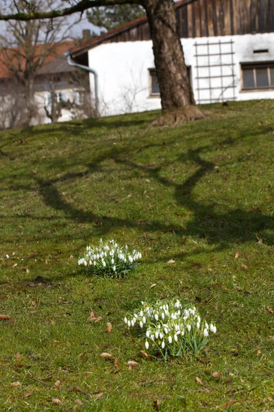 Fleurs de chute de neige printemps — Photo