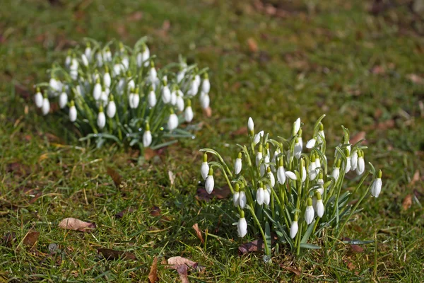 Primavera flores gota de neve — Fotografia de Stock