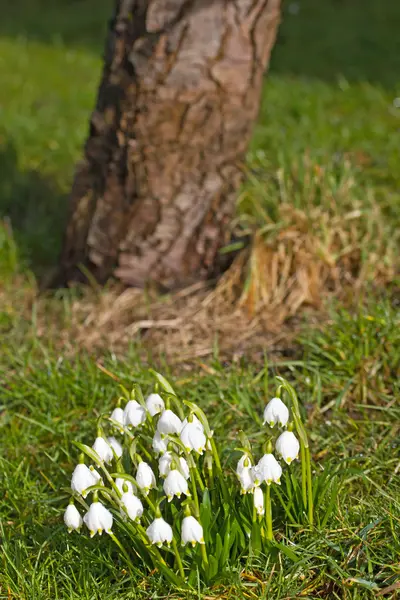 Весняні квіти сніжинки (Leucoumm vernum ) — стокове фото