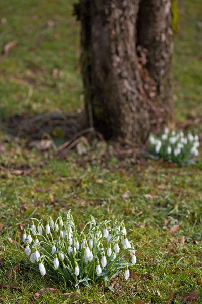 春スノー ドロップの花 — ストック写真