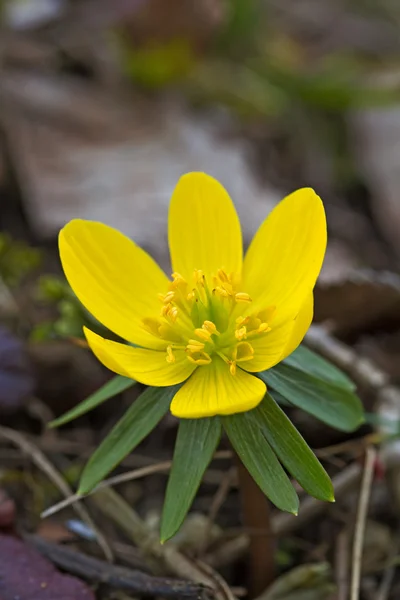 Kwitnący kwiat aconite zima — Zdjęcie stockowe