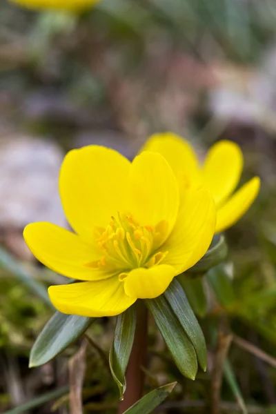 Flor de acónito de invierno floreciente — Foto de Stock