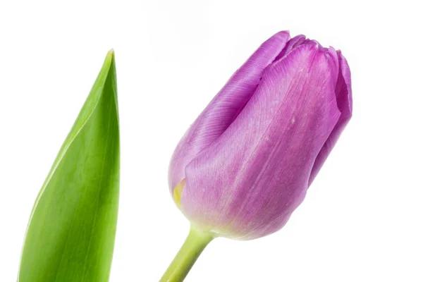 Single pink coloured tulip — Stock Photo, Image