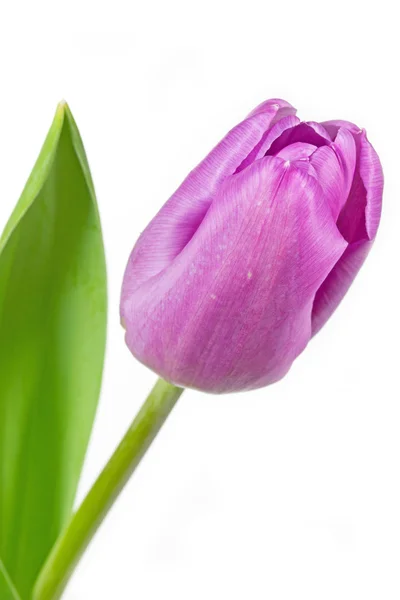 Single pink coloured tulip — Stock Photo, Image