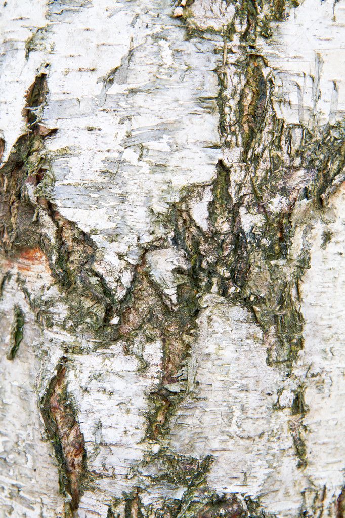 Birch bark closeup