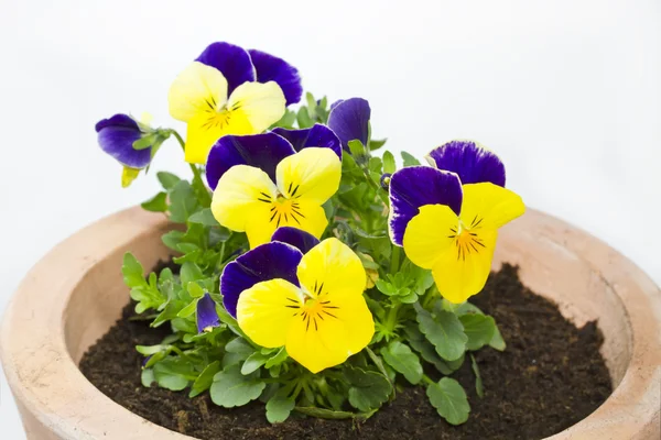 Beyaz zemin üzerinde bir tencerede Viola cornuta çiçek — Stok fotoğraf