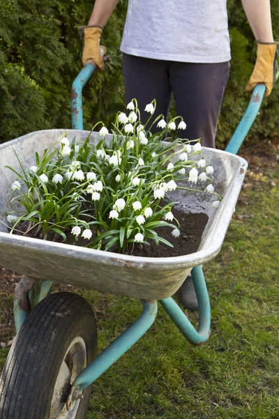 Spring snowflake flowers (Leucojum vernum) in a wheelbarrow — Stock Photo, Image