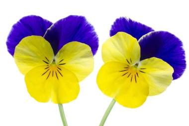 Viola cornuta flower clipart