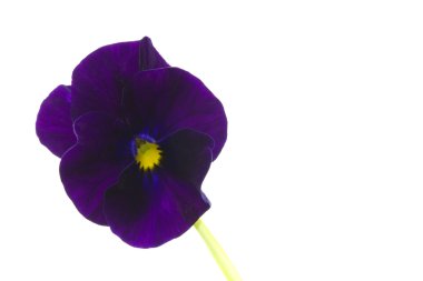 Viola cornuta çiçek